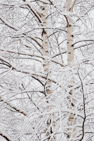 Natural vertical background - a fragment of a birch tree, winter, under the snowの写真素材
