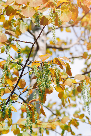 Natural vertical background - a fragment of a birch tree, with earringsの写真素材