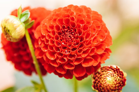 Red dahlia in full bloom, close-upの写真素材