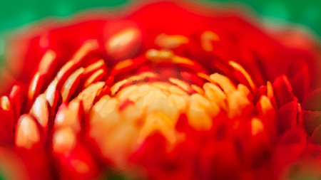 Painted watercolor flower - blooming dahlia, close-upの写真素材