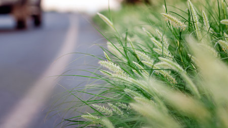 Close-up of Green Setaria growing beautifully along an asphalt roadの写真素材