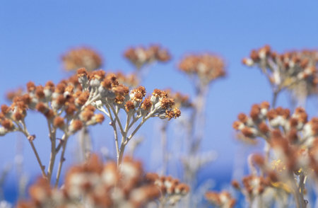 Nature background - dry Xerochrysum flowers on blue, bright sunlight, copy spaceの写真素材