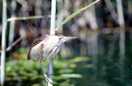 Little bittern hunting, sitting on a reed above the water