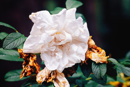 Fading big white flower of wild rose, rose hip, in gardenの写真素材