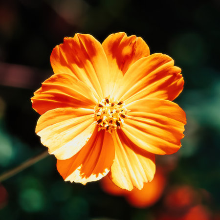 Close-up of a Cosmos sulfur flower in bright sunlightの写真素材