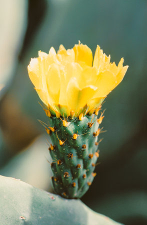 A vibrant yellow cactus flower blooms against a soft green background. The flower's delicate petals...