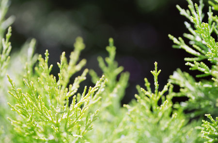 A close-up view of a vibrant green evergreen branch with delicate needles. The background is softly blurred, creating a sense of depth and tranquilityの写真素材