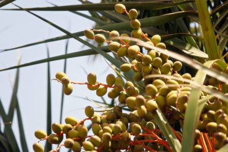 Clusters of small green dates dangle from palm branches against a bright blue sky, creating a lively...