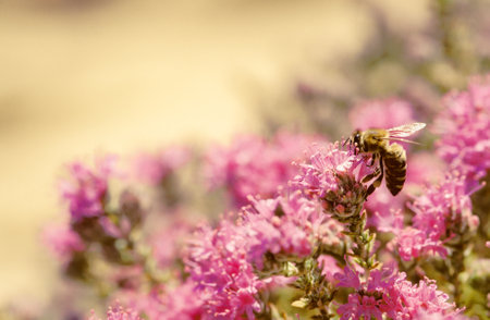 A honeybee gathers nectar from a delicate pink flower, surrounded by other vibrant blossoms. The...