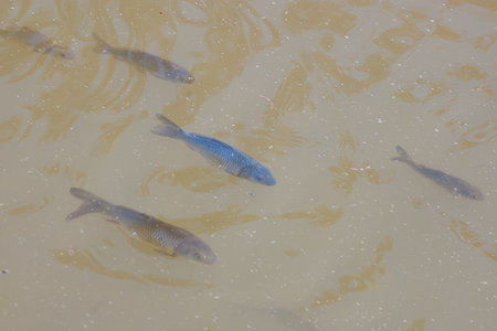 Several fish swim in shallow murky water, their bodies barely visible. The water is a light brown...