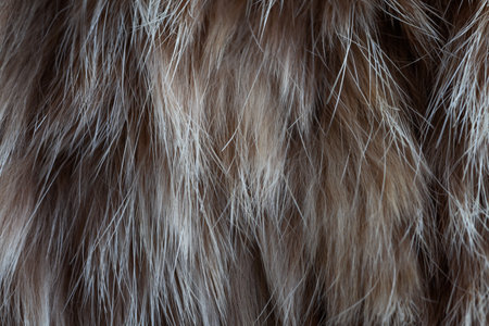 A close-up view of a brown and white animal's fur. The texture is soft and fluffy with a subtle...