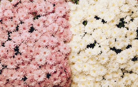 A full arrangement of pink and white chrysanthemums fills the frame, creating a stunning visual. The...