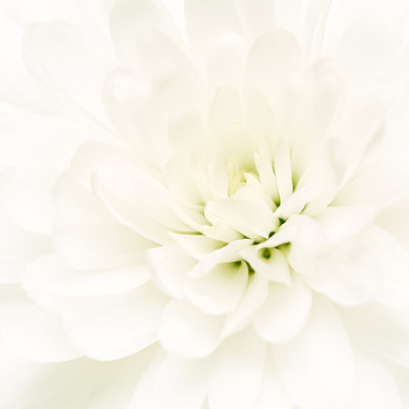 A close-up view reveals a stunning white flower with intricate petals, exuding calmness. The soft texture offers purity atmosphere and gentle beautyの写真素材