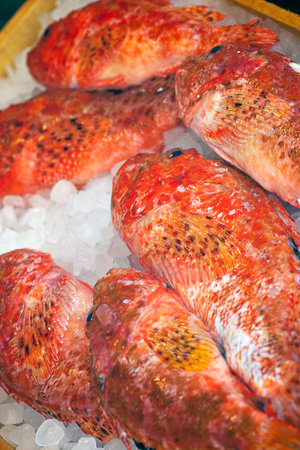 Bluemouth seaperch. Bright red fish with intricate patterns and glistening skin displayed on crushed ice, composition in a seafood market environmentの写真素材