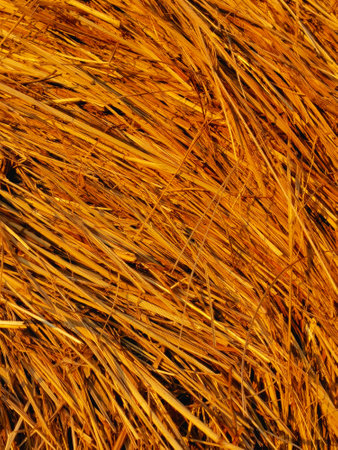 Dense clusters of golden grass blades create a textured surface illuminated by sunlight, showcasing shades of yellow and orange with intricately woven strands overlappingの写真素材