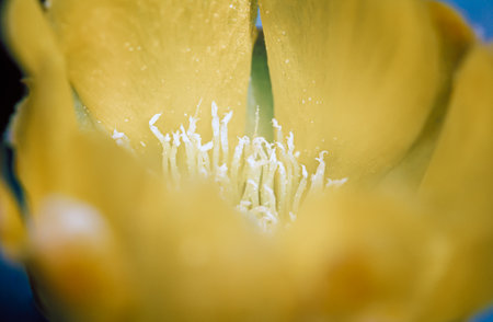 A close-up shot of a yellow cactus flower's center, revealing intricate white filaments radiating outwards. The soft, blurred edges of the petals create a delicate and dreamlike atmosphereの写真素材