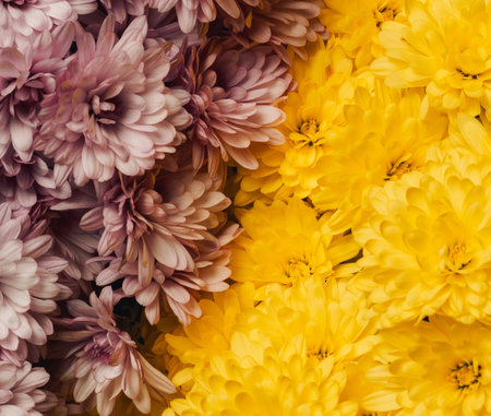 A vibrant bouquet of chrysanthemums, with soft pink blooms on the left and bright yellow ones on the...