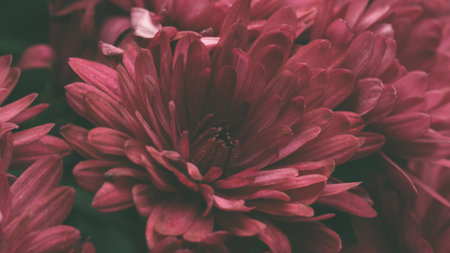 A delicate bouquet of pink chrysanthemums with velvety petals is captured in close-up, creating a...
