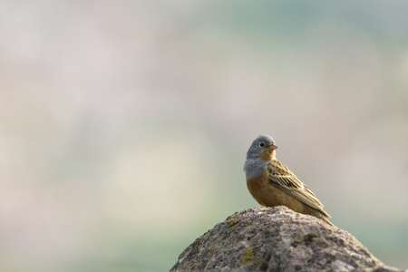 Cretzschmar s Bunting  Emberiza caesia の写真素材