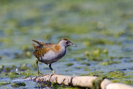 Baillon s Crake  Porzana pusilla の写真素材