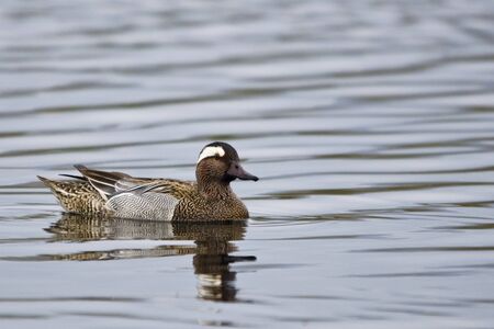 Garganey  Anas querquedula の写真素材