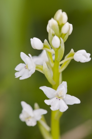Four-spotted Orchis Anacamptis quandripunctata, Crete の写真素材