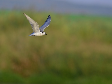 Whiskered tern - Chlidonias hybridus, Creteの写真素材