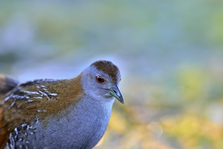 Baillon s Crake - Porzana pusilla, Creteの写真素材