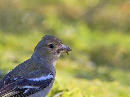 Chaffinch - Fringilla coelebs, Creteの写真素材