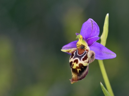 Ophrys heldreichii, Creteの写真素材