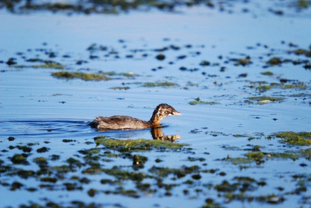 A Little Grebe (Tachybaptus ruficollis)の写真素材