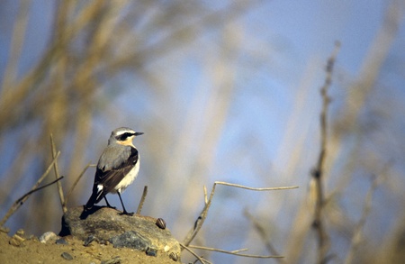 Northern Wheatear or Wheatear (Oenanthe oenanthe)の写真素材
