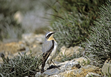 Northern Wheatear or Wheatear (Oenanthe oenanthe)の写真素材