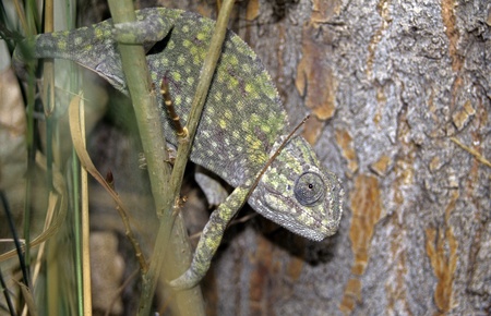 Chameleon (Chamaeleo chamaeleon)の写真素材