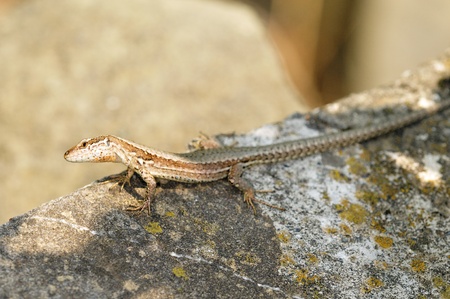 ommon Wall Lizard (Podarcis muralis) on the Grammos Mountain, northwestern Greece