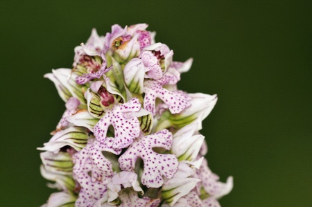Milky Orchid (Neotinea lactea), Creteの写真素材