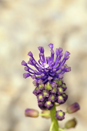 Grape hyacinth (Muscari comosum), Creteの写真素材