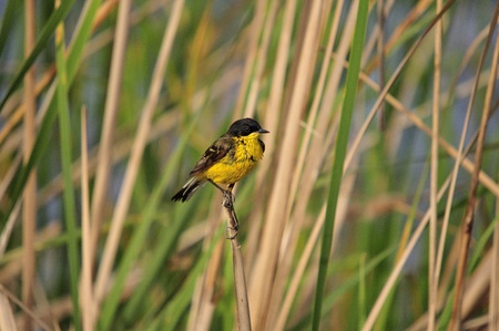 Yellow Wagtail Motacilla flava, Creteの写真素材