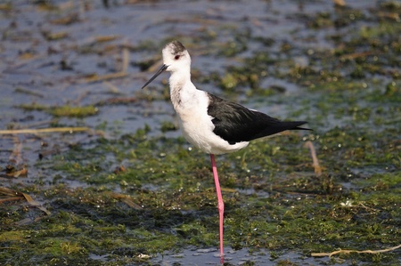 Black-winged Stilt - Himantopus himantopus at the shore of Agia lake, Crete, Greeceの写真素材