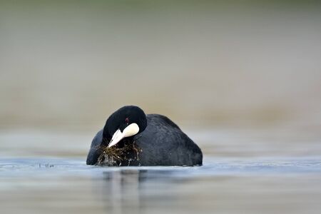 Coot (Fulica atra), Crete, Greeceの写真素材