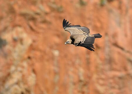 Griffon Vulture (Gyps fulvus), Crete, Greeceの写真素材