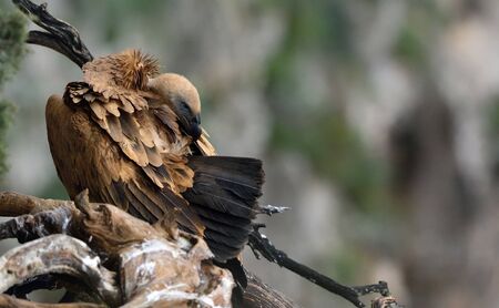 Griffon Vulture (Gyps fulvus), Crete, Greeceの写真素材