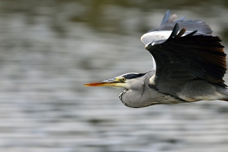 Grey Heron (Ardea cinerea), Greeceの写真素材