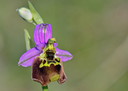 Ophrys episcopalis, Creteの写真素材