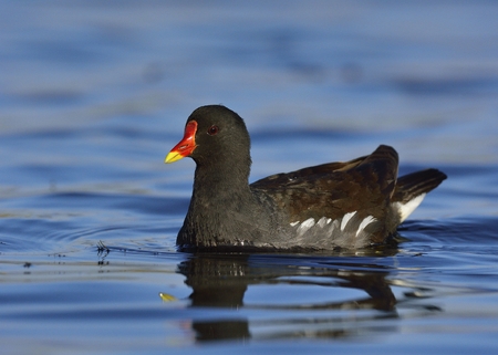 Moorhen (Gallinula chloropus), Crete, Greeceの写真素材