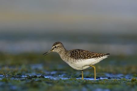 Wood Sandpiper (Tringa glareola), Crete, Greeceの写真素材