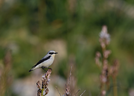Northern Wheatear or Wheatear - Oenanthe oenanthe, Creteの写真素材