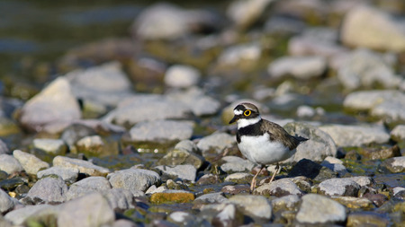 Little Ringed Plover - Charadrius dubius, Creteの写真素材