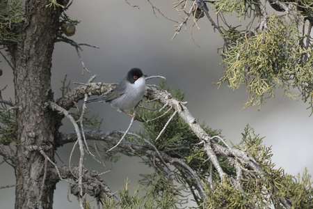 Sardinian Warbler - Sylvia melanocephala, Creteの写真素材