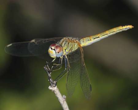 Red-veined Darter - Sympetrum fonscolombii, Crete